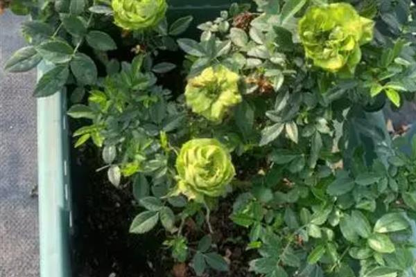 淡绿色玫瑰花的品种介绍，是碧海蓝天