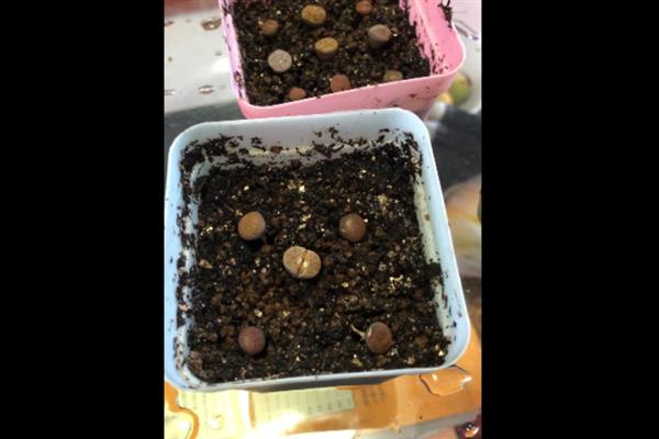 生石花烂根怎么办，取出植株剪除烂根再重新上盆
