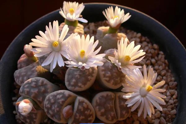 生石花烂根怎么办，取出植株剪除烂根再重新上盆