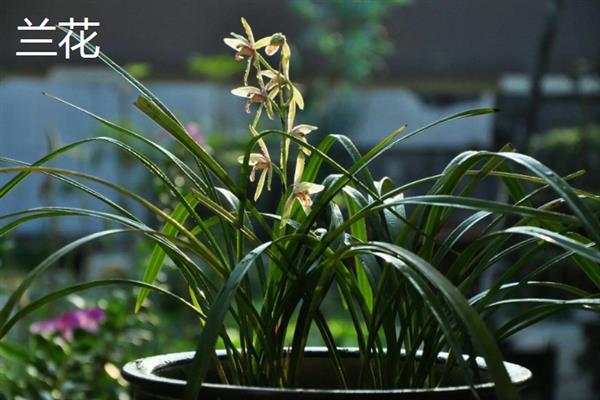 春夏秋冬可以看到哪些花卉，分别有兰花、荷花、菊花、梅花等品种