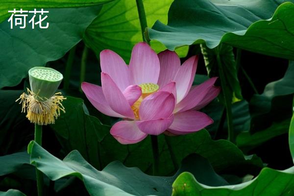 春夏秋冬可以看到哪些花卉，分别有兰花、荷花、菊花、梅花等品种