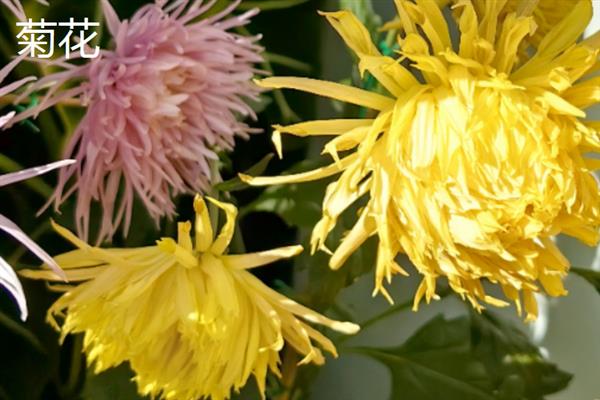春夏秋冬可以看到哪些花卉，分别有兰花、荷花、菊花、梅花等品种