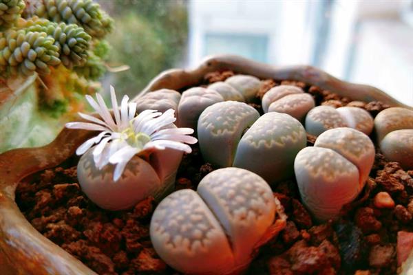 生石花烂根怎么办，取出植株剪除烂根再重新上盆