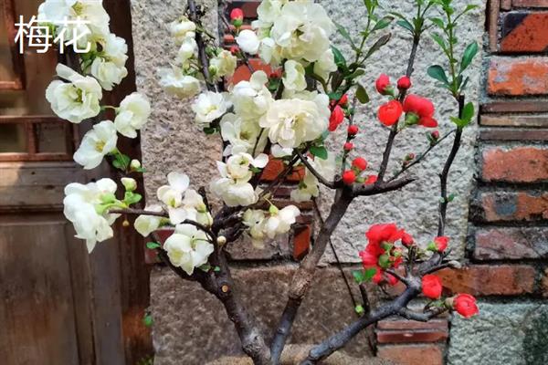春夏秋冬可以看到哪些花卉，分别有兰花、荷花、菊花、梅花等品种