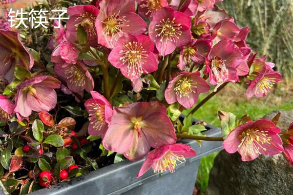 春夏秋冬可以看到哪些花卉，分别有兰花、荷花、菊花、梅花等品种