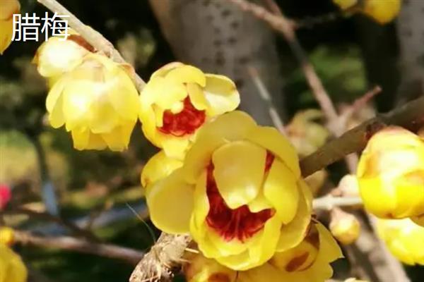 春夏秋冬可以看到哪些花卉，分别有兰花、荷花、菊花、梅花等品种