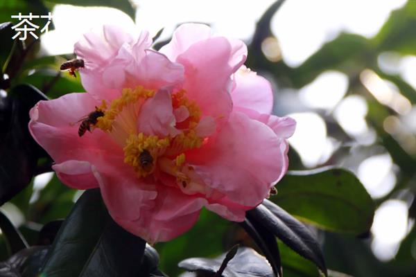 春夏秋冬可以看到哪些花卉，分别有兰花、荷花、菊花、梅花等品种