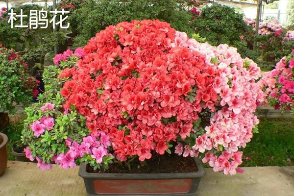 春夏秋冬可以看到哪些花卉，分别有兰花、荷花、菊花、梅花等品种