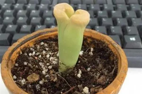 生石花烂根怎么办，取出植株剪除烂根再重新上盆
